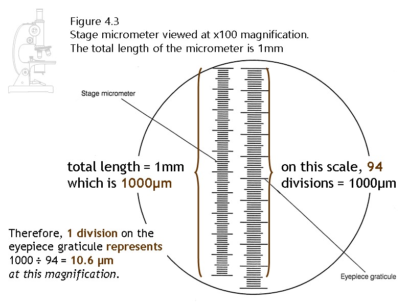 Figure 4.3 Stage micrometer viewed at x100 magnification.   The total length of